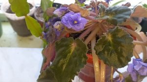 Секрет декабриста.