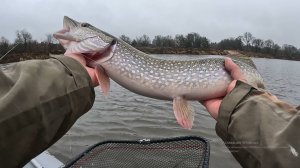 Рыбалка в ноябре 2025. Щука, судак  и окунь на спиннинг