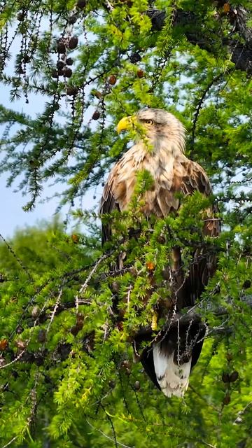 ДИКИЙ БАЙКАЛ смотреть онлайн