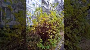 Moscow, Chertanovo Central district 03.11.2025