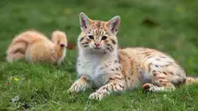 Колыбельные и сказки #3