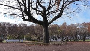 4 ноября 2025. Дня Народного Единства в СПб не заметил. Странно.