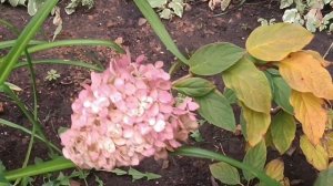 Сегодня падал первый ❄снег❄. Ноябрь входит в свои права. Похолодало.