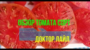 Обзор вкуснейшего крупноплодного урожайного томата сорт Доктор Лайл