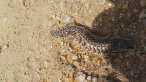 На пляже в Тайланде будье осторожны!!!