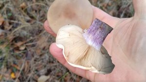 синеножка пол-корзины, подтопольники чуть-чуть