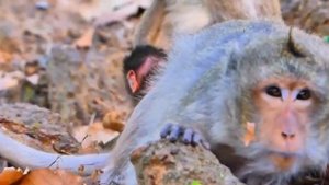 Новорождённый макашонок в...   1000040131.mp4