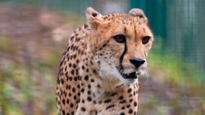 Гепард Тильда осваивается в Центре Воспроизводства редких видов животных Московского зоопарка