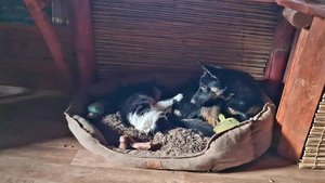 Мокрые листья, плетистая роза и пушистая интригантка