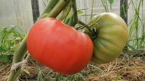 Крупноплодные и вкусные томаты: когда один помидор — это уже салат!