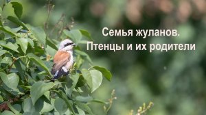 Обыкновенный  жулан   (Lanius collurio)