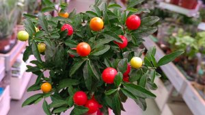 🎄ЛЕМАНА ПРО🩷ОБЗОР ЦВЕТОВ⛄ноябрь 2025