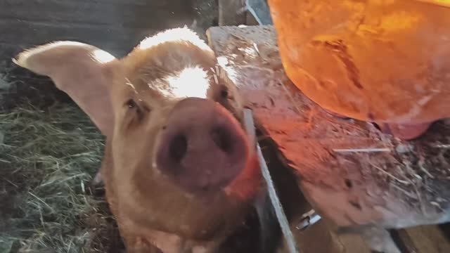 Ремонт и зачистка изгороди, эл. пастуха, ошибка в расчетах, работа по хозяйству.