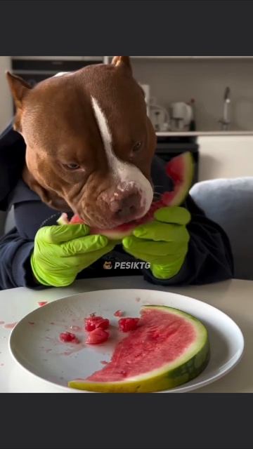 Прикол Самый вкусный арбуз😂 #прикол