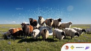 #овцеводство #осеменение #калмгу #животноводство #фермерство #нейросети #нейросеть