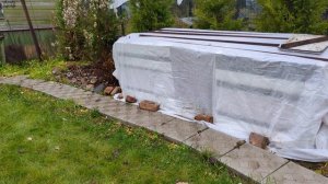 07-11-2025.Дача..Накрываем..Розы.. Рододендроны..(02.11.-04.11.25)