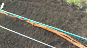 ОБРЕЗКА И ПОДГОТОВКА ТЕХНИЧЕСКОГО ВИНОГРАДА К УКРЫТИЮ.