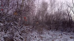 Довля птиц  03.11.25.