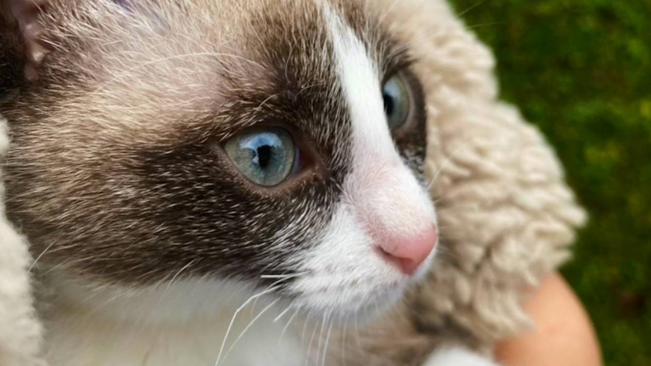 Сибирская  Гайка