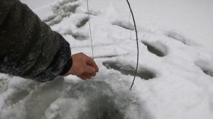 РЫБАЛКА НА КОСЫНКИ. ПО 4 ШТУКИ ЗА РАЗ. ОДИН В ЛЕСУ.