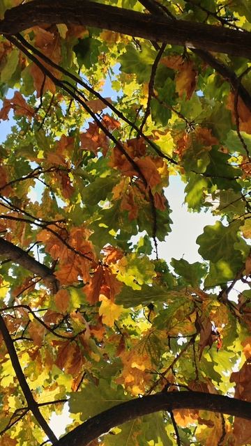 petal_20251104_191147.mp4