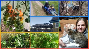 Холодное лето, стройка хоз двора, готовлю коз к следующему сезону.