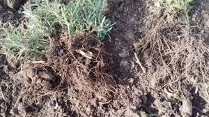 Продажа растений. Черенки по 100 рублей