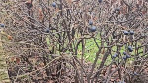 Век живи, век учись..( обрезаем розы, живая изгородь)