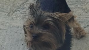 я в бассейне пожирателя морей.