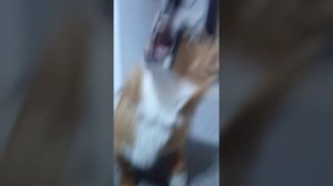 VID_20251104_200948.mp4