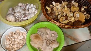 Грибное ассорти