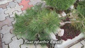 Pinus sylvestris Repens