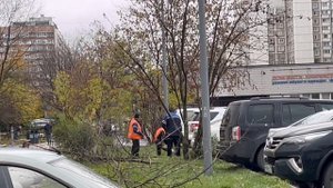 Спиливание деревьев Рублёвское шоссе парковка