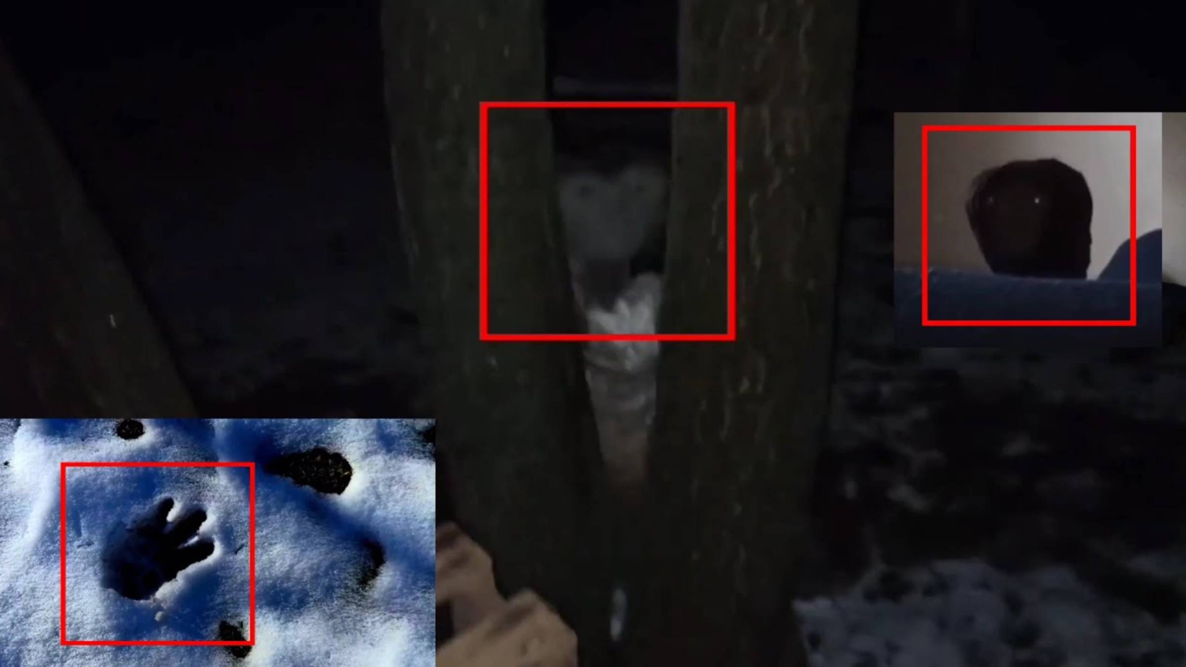 Топ 5 Странных существ и криптидов снятых на камеру | Страшные видео смотреть онлайн