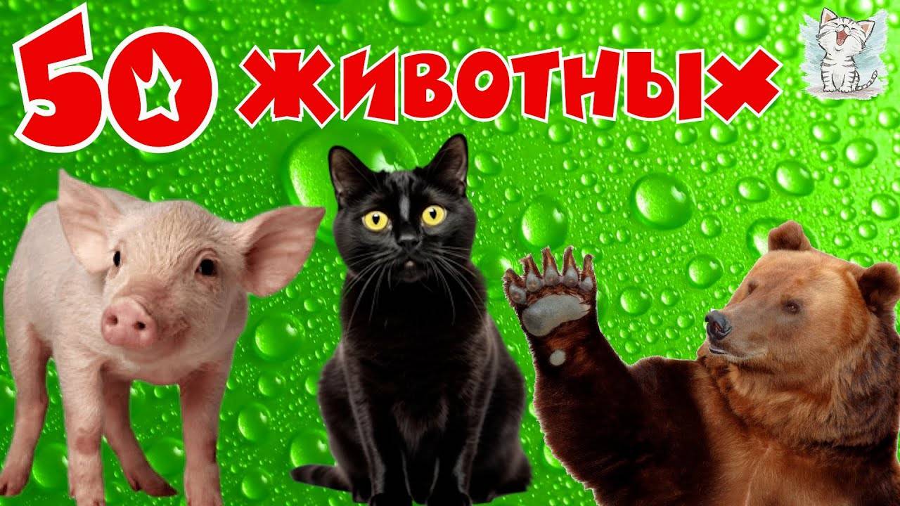 Животные и их звуки для детей. Сборник, обучающее видео.