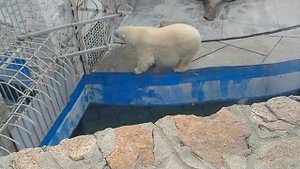 Белый медведь. Лунная походка М. Джексона