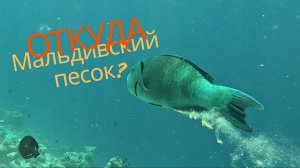 Происхождение белоснежных мальдивских пляжей