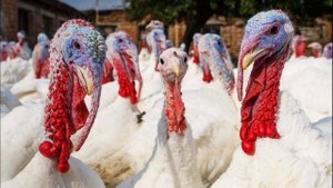 Крики стада индюков. Звук индюка, как кричит индюк