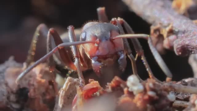 МИКРОСКОП ЧТО БЫ СМОТРЕТЬ ЗА МУРАВЬЯМИ