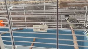 Выгул домашних синиц на улице