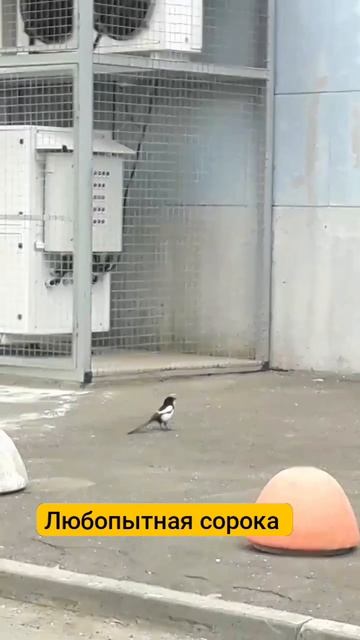 Сорока очень любопытная проказница 👍😁#птица смотреть онлайн
