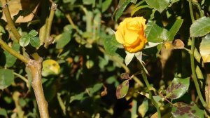 03=11=2025  ник  КМР (6)