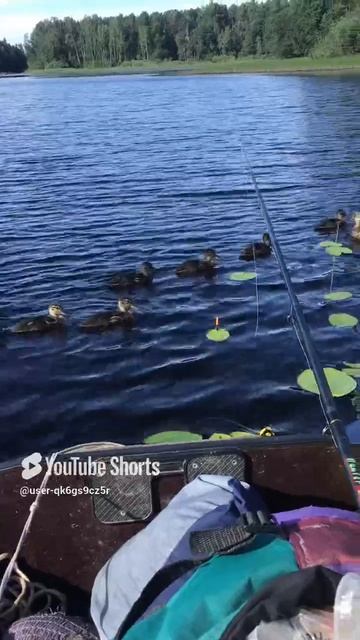 Ленобласть. Хвойное. 11.07.2024. Часть 64. Утята_ Завтрак закончен, плывем за мамой