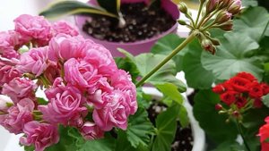 Пожелтение листиков на Пеларгонии Герани