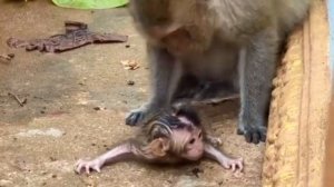 Случайное падение? Растерянность макаки. Крик новорождённого...    1000040090.mp4