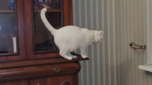 Милка изучает стенку и окно