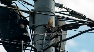 Полевые воробушки в Сокольниках