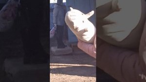 VID_20251026_145513.mp4