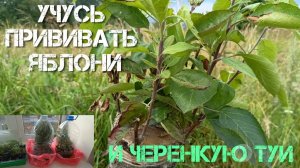 🌳🍃🌿Прививка яблони в деревне, черенкование туи.