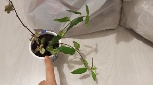 Новые РАСТИШКИ в САД 04.11.25